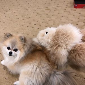 Meet your Posher, Mandy